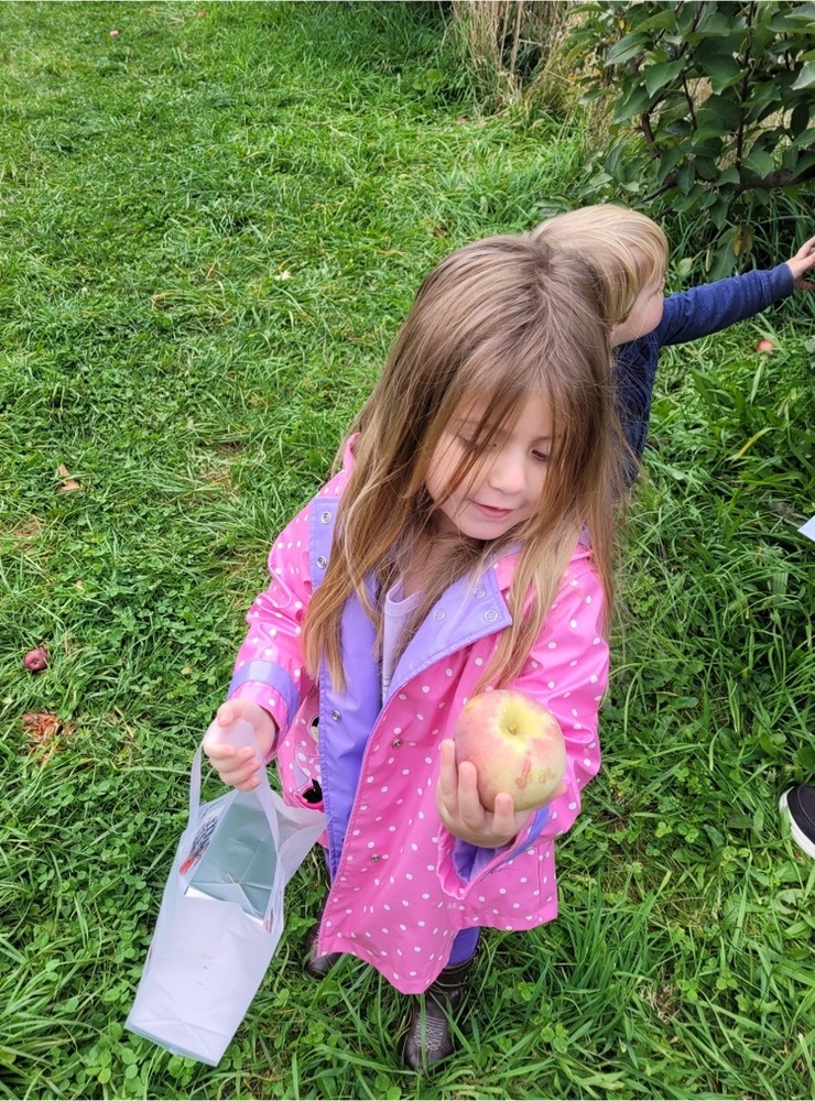 A preschool girl looking at an apple.